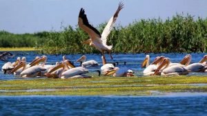 Colonia-de-pelicani